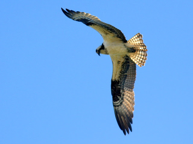 Osprey 2-20100228