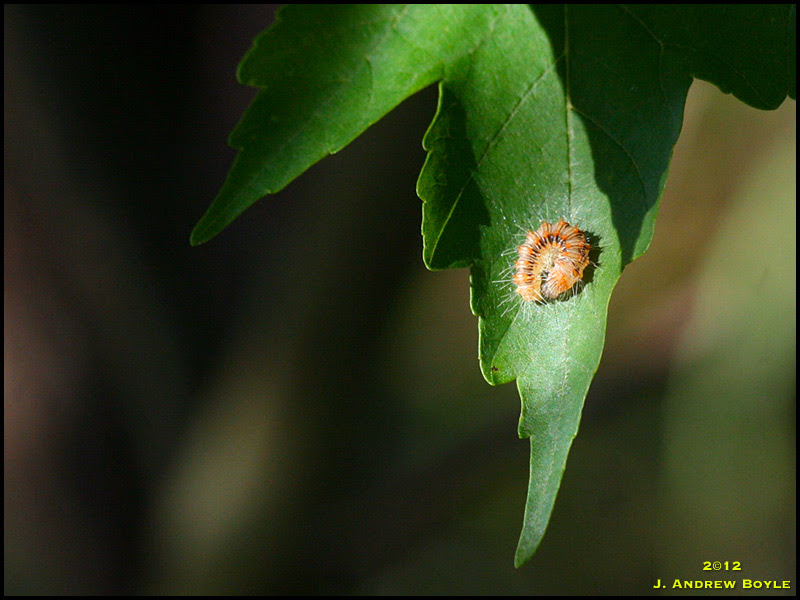 Caterpillar