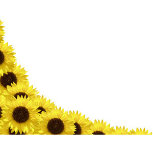 Download sunflower border clipart free - Clip Art Library