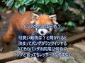選択した画像 パンダ しっぽ 色 519892-パンダ しっぽ 色