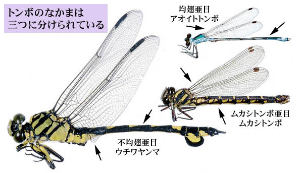 トンボってどんな生き物 新 神戸の自然シリーズ1 神戸のトンボ トンボのグループ分け トンボのなかま 正しくはトンボ 目 もく は 世界に5 500種類くらいいるといわれています そしてそれらのトンボは大きく次の三つのグループに分けられてい