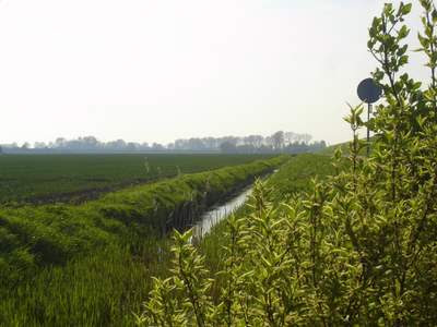 Wester Scheldt