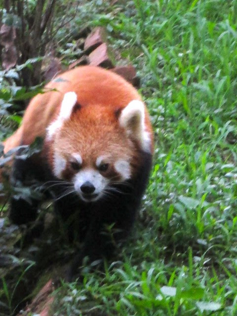 Red panda