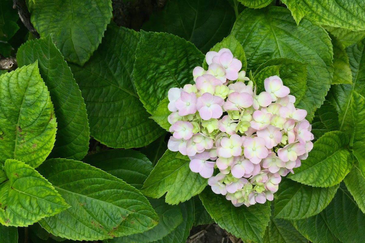 台南也有紫陽花 今が人生の花だ