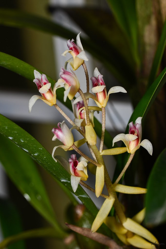 Eria noid
