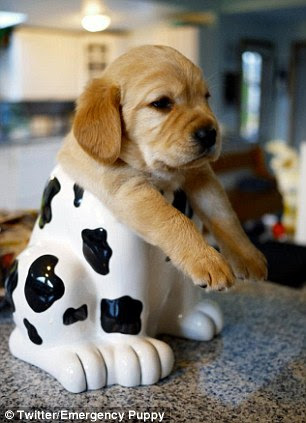 Does my bum look big in this?
