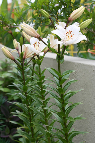 lily 'mascara'