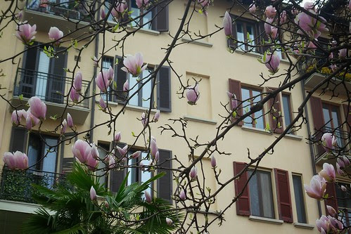 Le finestre con i boccioli di magnolia by Ylbert Durishti