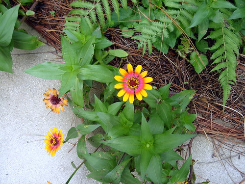 mobile botanical garden flower