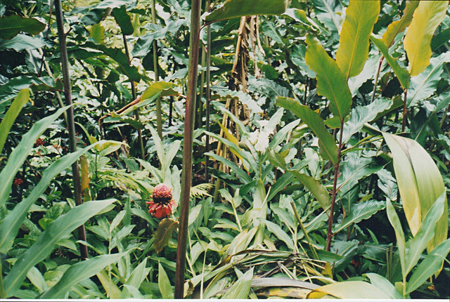 'Akaka Falls