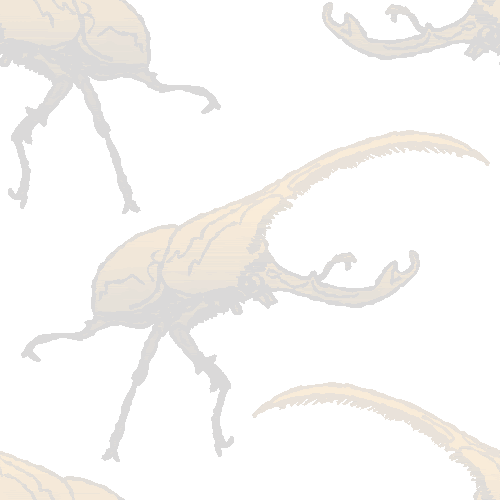 カブト虫 ヘラクレスオオカブトの壁紙 元画像 無料素材 壁紙tank