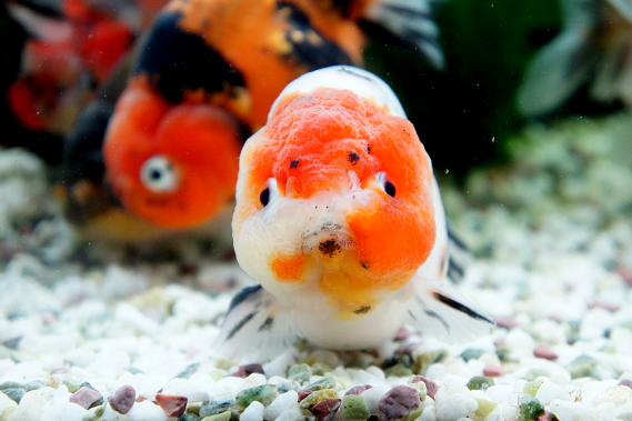 可愛いお顔が撮れました 伊藤の金魚係日記