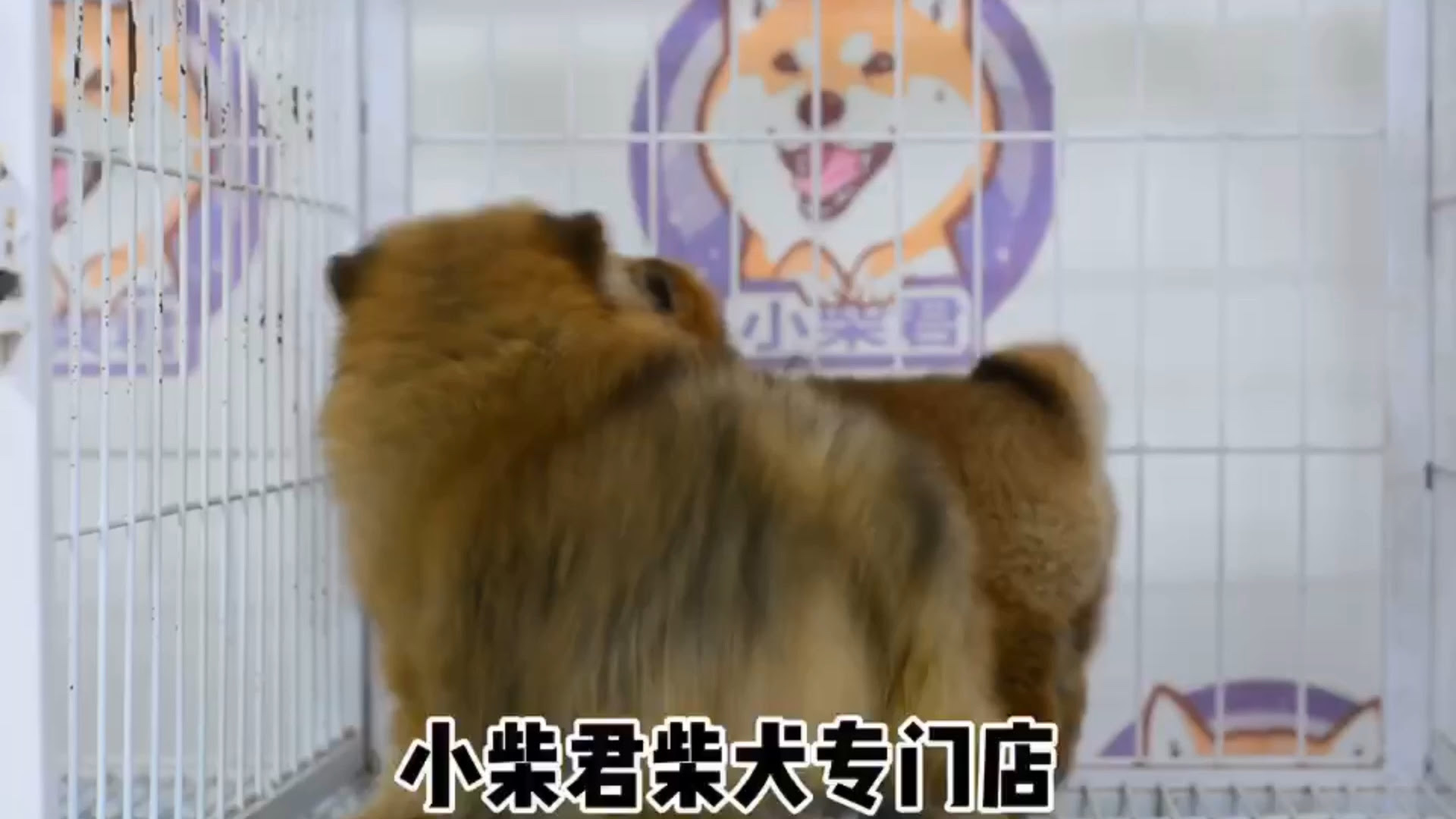 长毛柴犬大家见过吗 是不是很蠢萌呀 哔哩哔哩 Bilibili