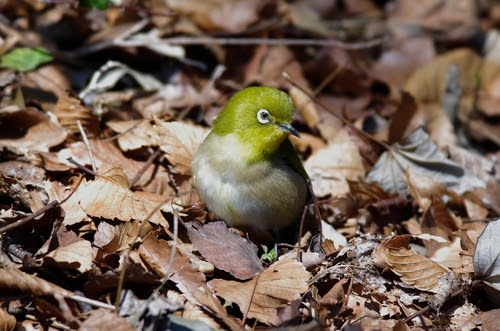 メジロとウグイスの違いについて メジロのことが知りたい