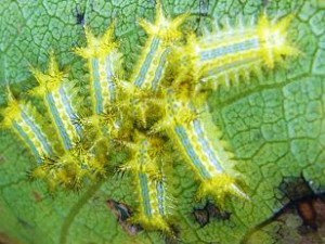ニシキギ マサキにつくミノウスバの幼虫駆除方法 庭木の剪定専門サイト