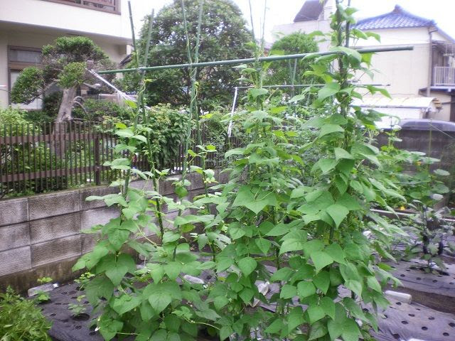モロッコインゲンの摘心 じいじの野菜づくり