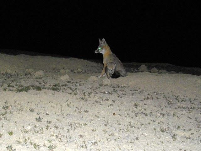 sj kit foxes