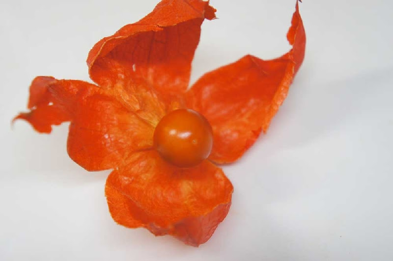 ほおずき 鬼灯 花言葉