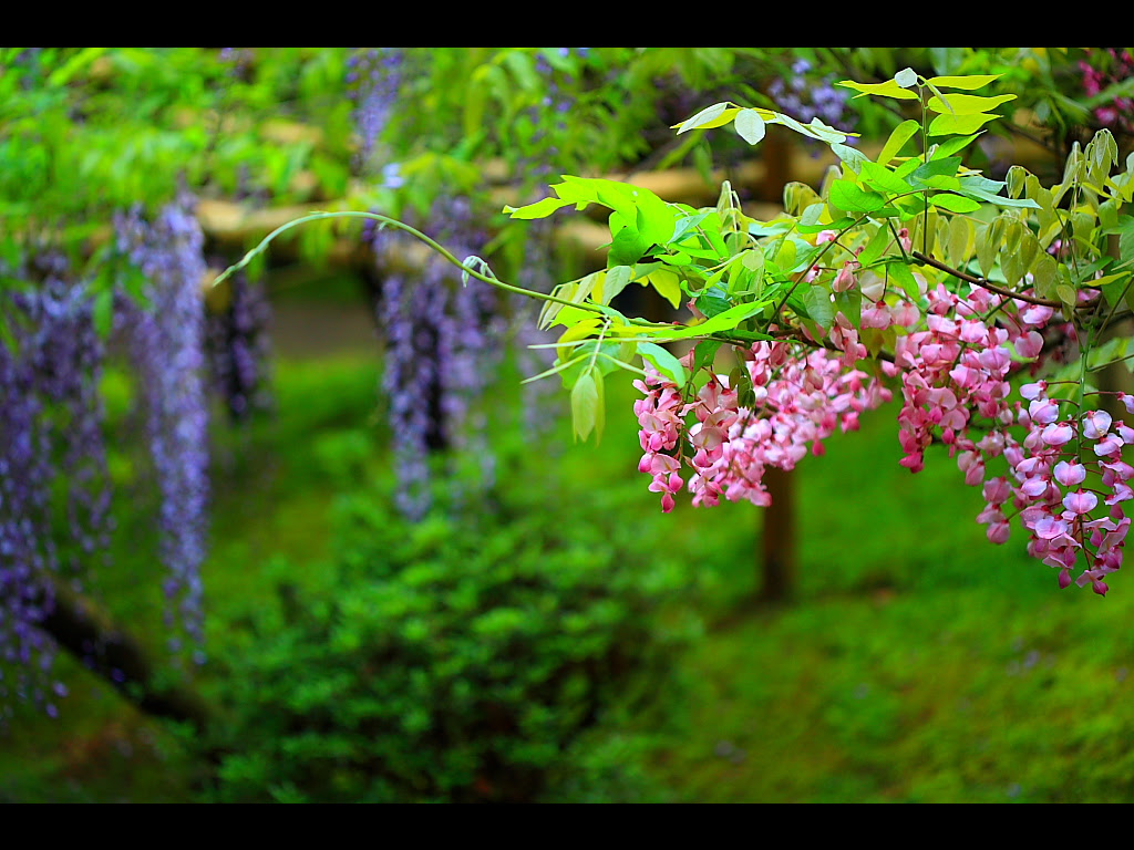 ピンクと紫の藤の花