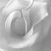 خلفيات بيضاء - جلبنا لكم مجموعة رائعة جدا من أجمل صور خلفيات بيضاء للموبايل و اللاب توب white background.