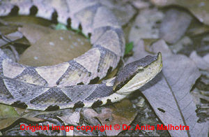 ... acutus common names sharp nosed pit viper hundred p