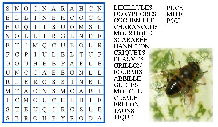 insecte coléoptère 6 lettres