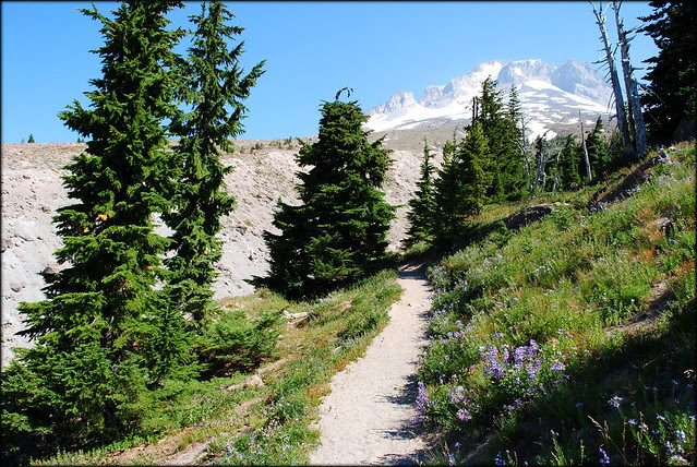 Along the Timberline Trail / PCT headed to Paradise Park