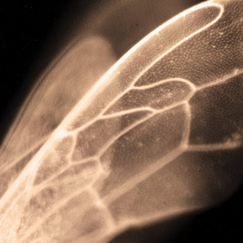 Violescent cover art