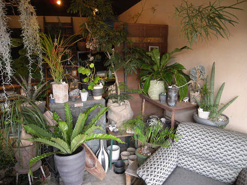 マニアックなインテリアグリーン 植物屋 風草木 橿原市 By 奈良に住んでみました