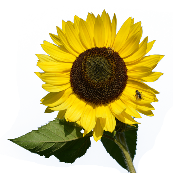 Free Free 236 Clipart Sun Flower Clipart Transparent Background Sunflower Sunflower Png SVG PNG EPS DXF File
