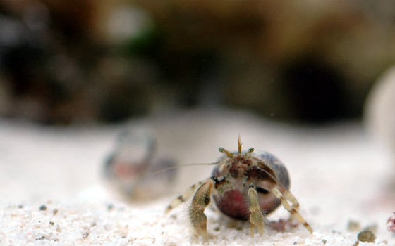 クロシマホンヤドカリ 海水魚採集 飼育 水槽写真