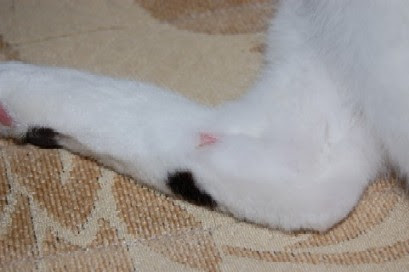 猫日記