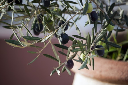 オリーブ 植え替え方法は