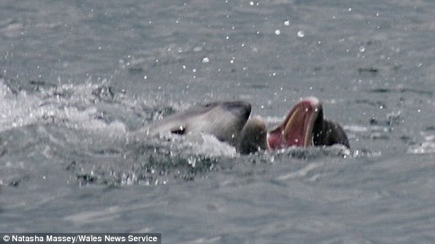 A dramatic rise in killer attacks by dolphins on porpoises (shown) is baffling scientists in one of Britain's main breeding seas. The calm waters of Cardigan Bay have been turned red in recent weeks by bottlenose dolphins killing smaller porpoises during deadly clashes