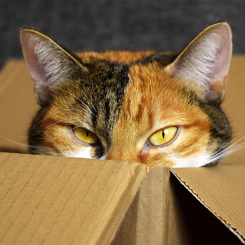 猫が引っ越し先で出てこない 慣れない新居でのストレス解消法は
