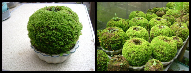 苔の研究レポート こけ玉づくり 日本苔技術協会