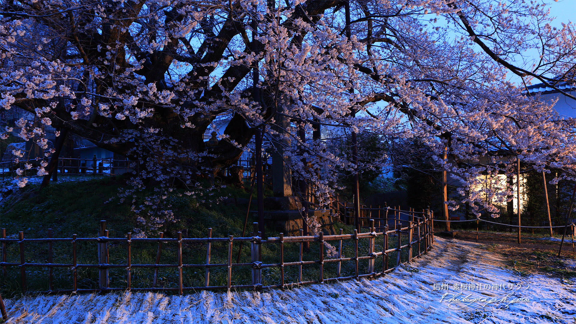素桜神社の素ザクラ の壁紙 19x1080