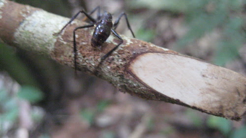 Rurrenabaque