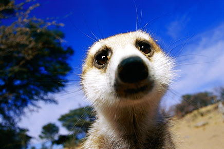 meerkat org