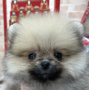 子犬子猫情報