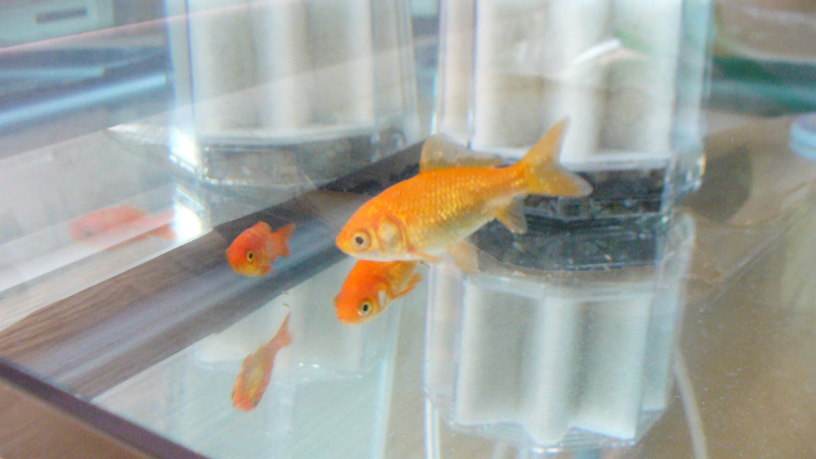 金魚すくいの金魚飼育 紙コップ水槽