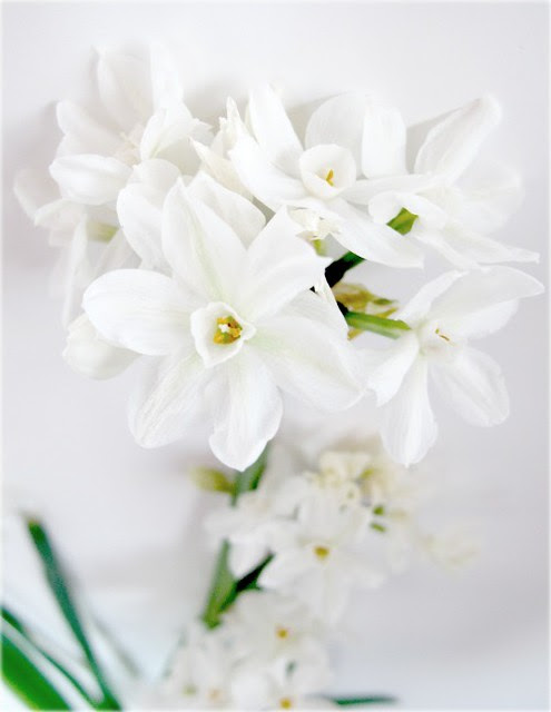  paper whites