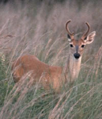 White tailed Deer