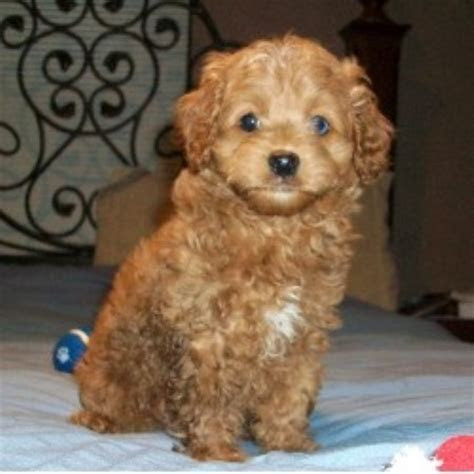 cpuppiescom cockapoo breeder   carlisle ohio