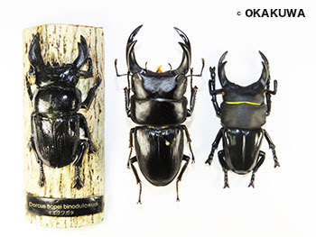 玩具再生産通算１８回達成 と各配信中など 三足のわらじ