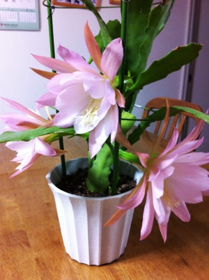 孔雀サボテンの花が咲きました うみべのえほんや ツバメ号店主の日記