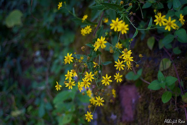 Yellow WildFlowers