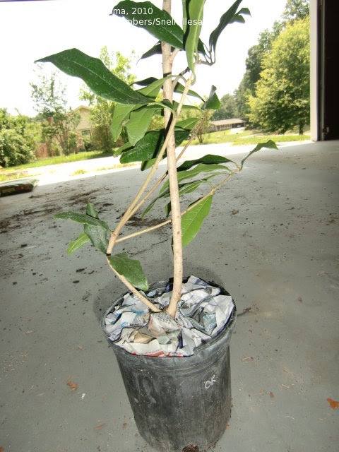 Photo of Fragrant Tea Olive