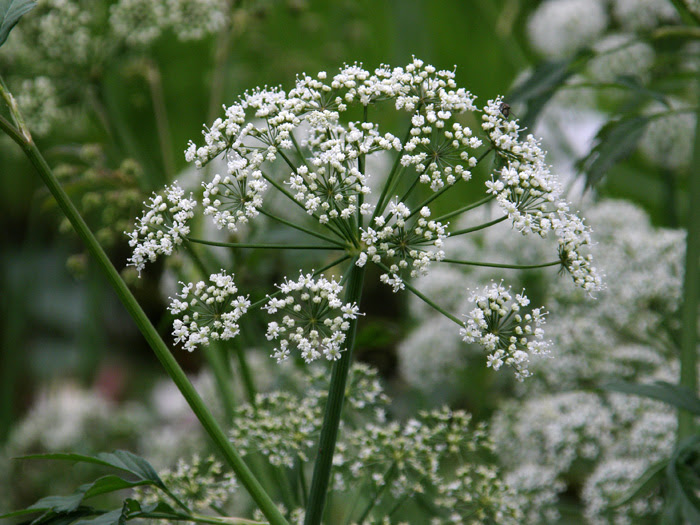 ドクゼリ 植物写真鑑