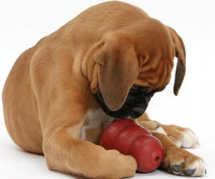 Ideas to cure your dog of boredom